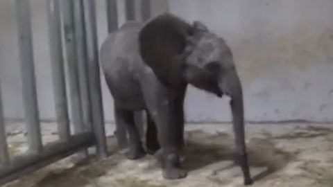 A screenshot taken from cellphone footage shows a caged young elephant in China.