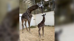 01 Cincinnati zoo baby giraffe trnd