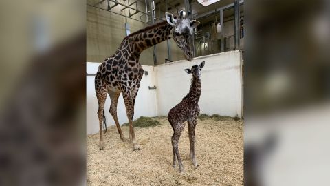 Mother and calf get to know each other Saturday at the Cincinnati zoo.