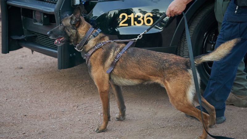 Police k9 leash sale