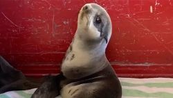 baby seal california