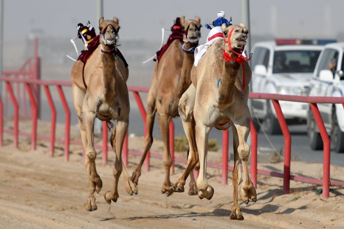 Camels with robot jockeys race in Kuwait's Al Ahmadi Governorate on Wednesday, November 20.