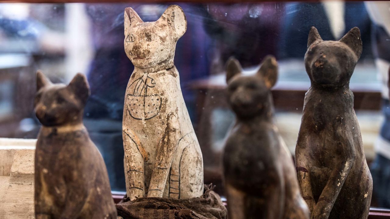 Statues of cats are displayed after the announcement of a new discovery carried out by an Egyptian archaeological team in Giza's Saqqara necropolis, south of the capital Cairo, on November 23, 2019. 