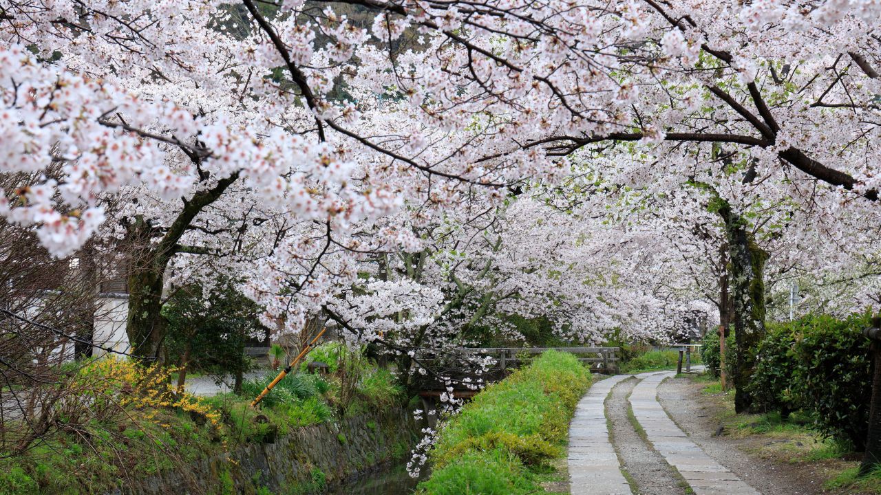 <strong>The Philosopher's Walk, Kyoto, Japan: </strong>The cherry blossoms that crowd the banks of the canal between Ginkaku-Ji and Nanzen-Ji help make the Philosopher's Walk Japan's most picturesque street.