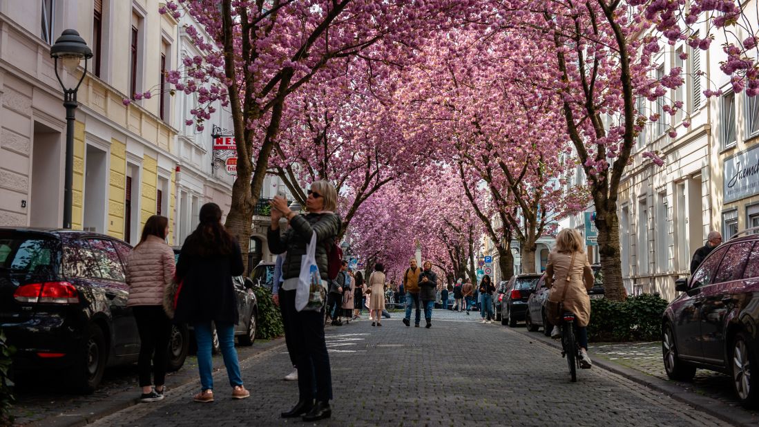 <strong>Heerstrasse, Bonn, Germany: </strong>Heerstraase's cherry trees were imported from Japan and planted in the 1980s, giving citizens of the former capital of West Germany a chance to experience sakura without having to jet off to Asia. 