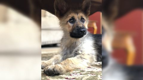02 german shepherd dwarfism ranger
