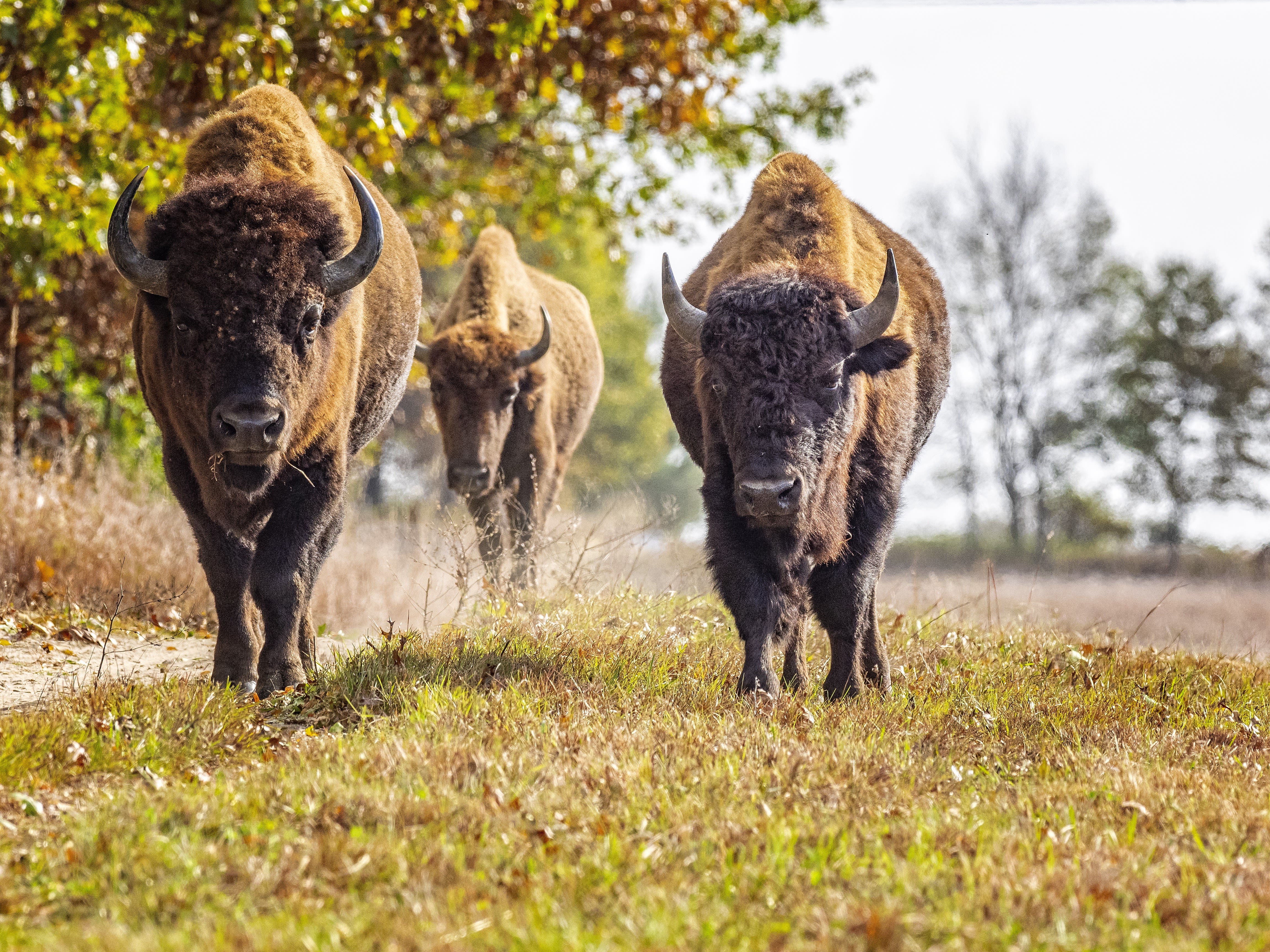 Bringing back bison could help restore America's lost prairie | CNN