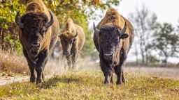 Three Bison, Bison bison, moving in the sun in Nachusa Grasslands Preserve, Illinois. � Charles Larry