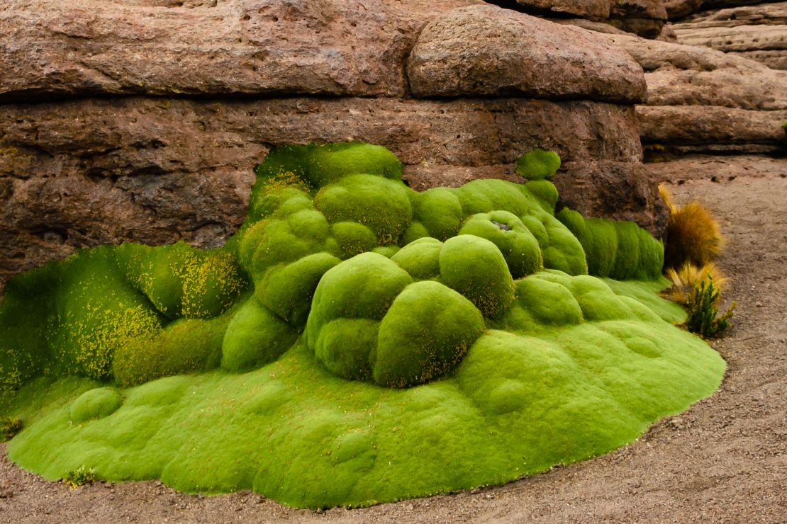 These eye-catching blobs are Andean shrubs that may date back thousands of years.