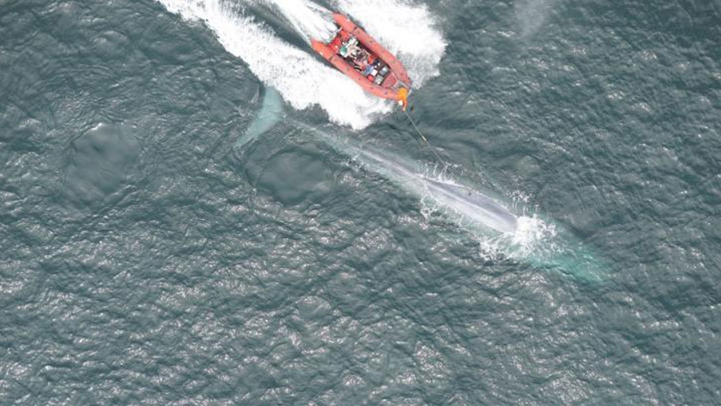 A blue whale’s heartbeat has been recorded for the first time - and the