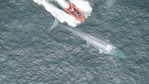 Researchers from the Goldbogen Lab place a suction-cup tag on a blue whale in Monterey Bay.