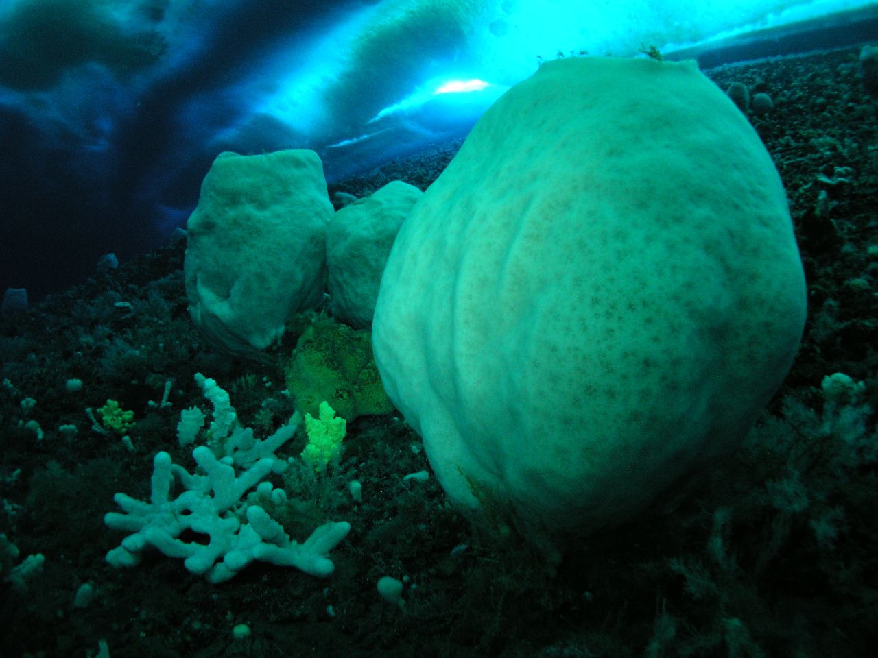 <strong>LIVING ANIMAL -- approximately 15,000 years: </strong>The volcano sponges of Antarctica, Anoxycalyx joubini, are whitish blobs that resemble giant beer barrels or miniature volcanoes. They pepper the chilly waters around McMurdo Sound.