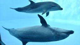A bottlenose dolphin calf swims alongside its mother (bottom) in a pool at the Port of Nagoya Public Aquarium in Nagoya, central Japan, on Oct. 18, 2018. The dolphin calf was born in May after being conceived through artificial insemination. (Kyodo)==Kyodo(Photo by Kyodo News Stills via Getty Images)