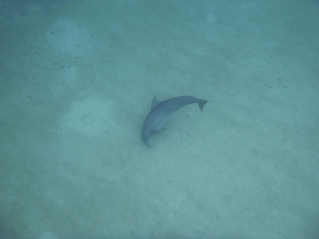 The research found that all but one dolphin of the community studied favored their right hand side when scanning the sea bed for food.