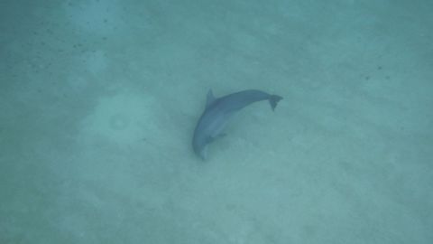 The research found that all but one dolphin of the community studied favored their right hand side when scanning the sea bed for food.