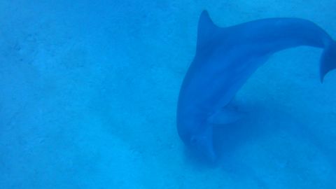 A common bottlenose dolphin in the Bahamas scans the seabed for food. Researchers found they favored their right side.