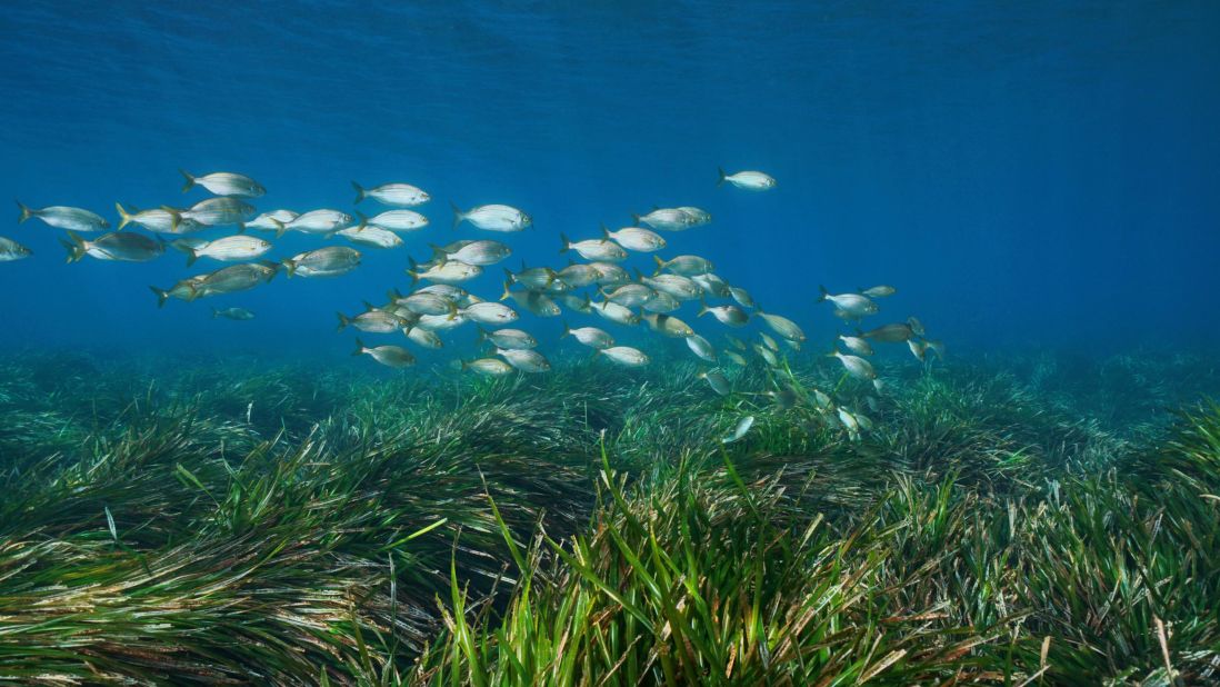 <strong>SEA FOREST -- approximately 200,000 years:</strong> A sprawling sea grass meadow ten miles long near Spain ranks as the oldest known single organism on Earth, according to geneticists.