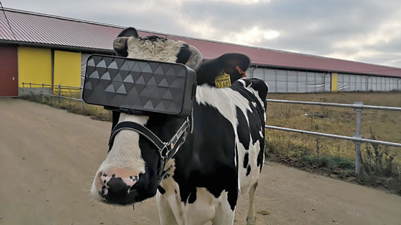 A cow wearing VR goggles is transplanted to a summer field, in an attempt to increase its mood.
