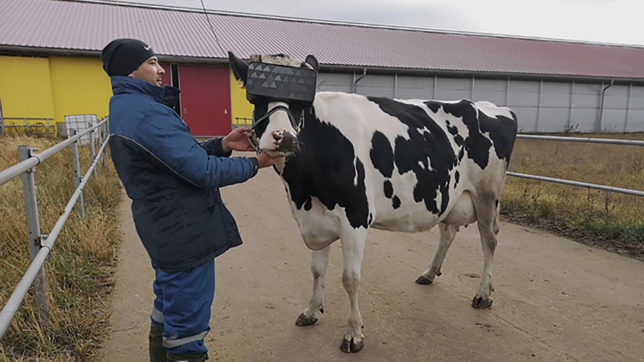 A cow getting fitted for the new VR goggles.
