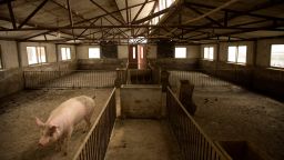 In this May 8, 2019, photo, a pig walks through a nearly-empty barn at a pig farm in Jiangjiaqiao village in northern China's Hebei province. 