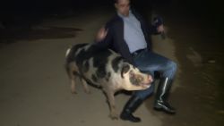 pig pursues Greek TV reporter live on air