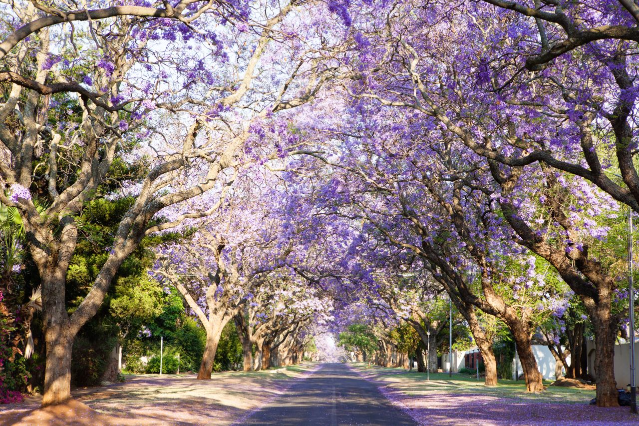 <strong>Herbert Baker Street, Pretoria, South Africa:</strong> The Jacaranda tree-lined streets of South Africa's capital city bloom with beautiful purple flowers in September to November.