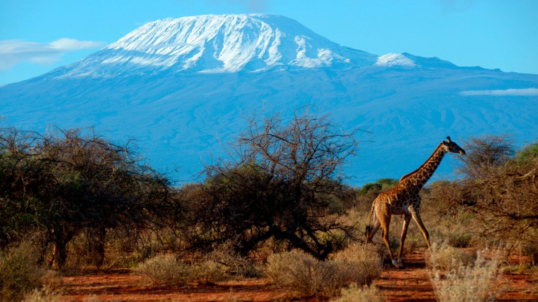 <strong>Mount Kilimanjaro in Africa: </strong>This lone cone in northern Tanzania meanders through numerous ecological zones (tropical rain forest, heath, moorland, alpine desert, etc.) from savanna to snowcapped summit.