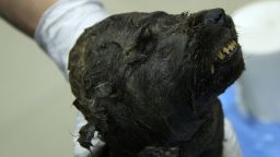 Scientists are running tests on the body of the canine, which is more than 18,000 years old and was discovered near Yakutsk, North East Siberia.
