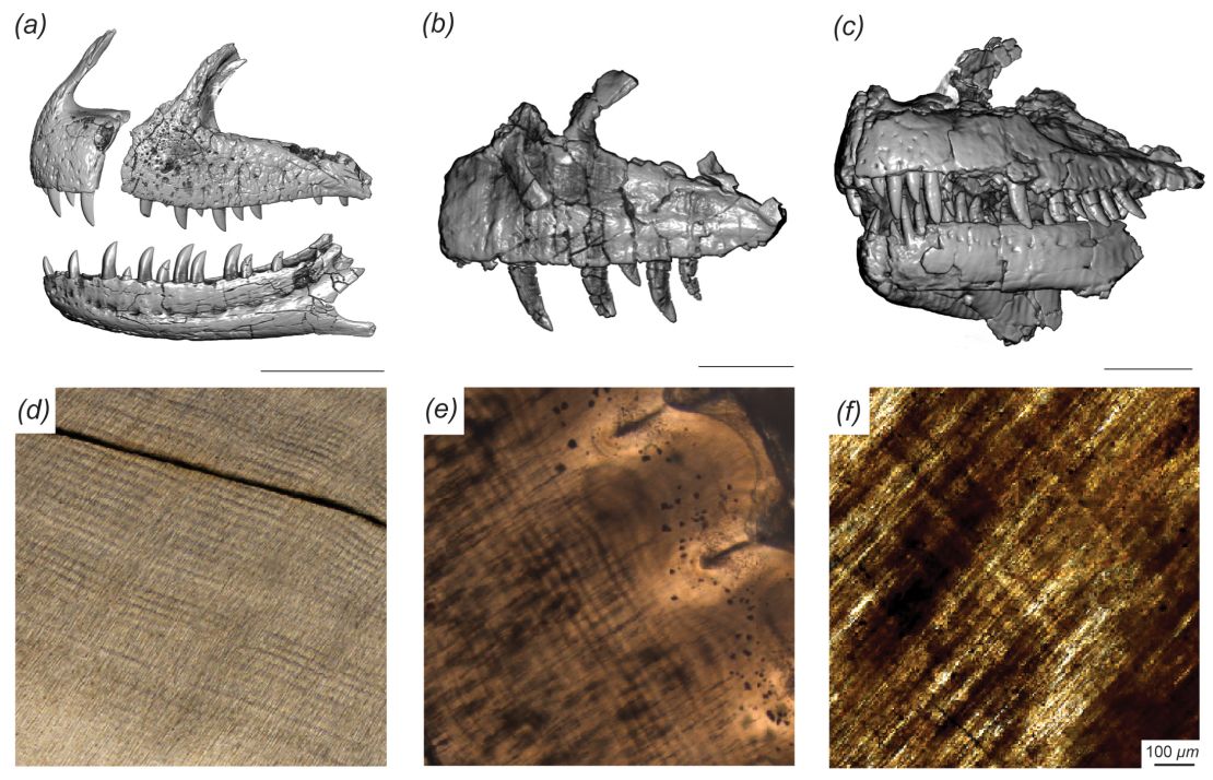 CT scans of Majungasaurus teeth.