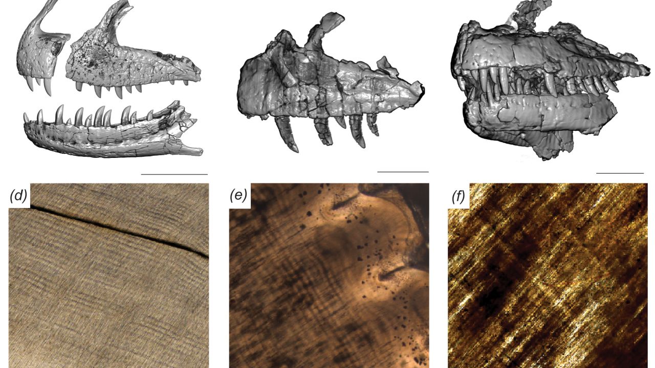 CT scans of Majungasaurus teeth.