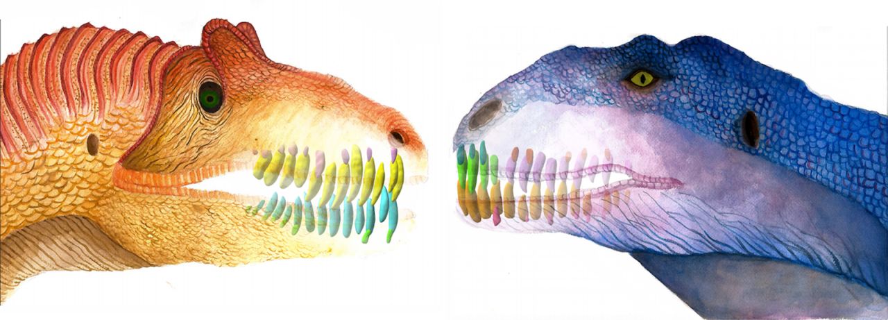 This illustration compares the jaws and teeth of two predatory dinosaurs, Allosaurus (left) and Majungasaurus (right).
