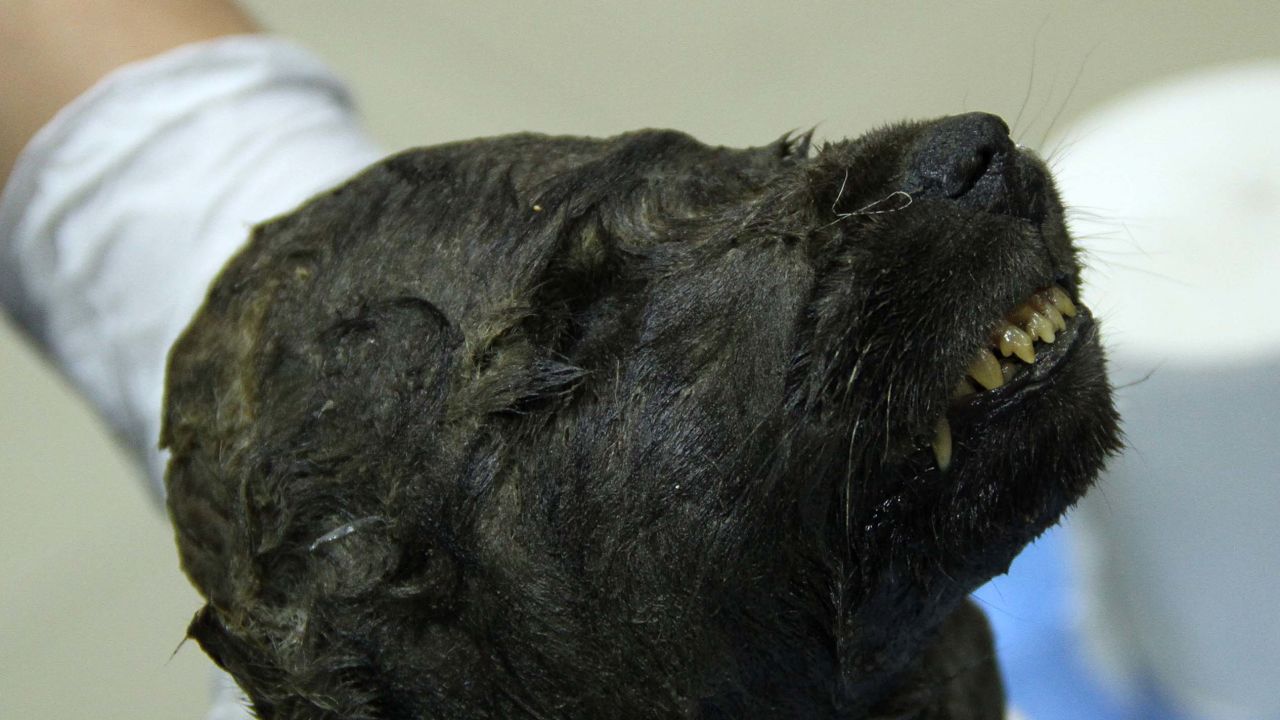 Scientists are running tests on the body of the canine, which is 18,000 years old.