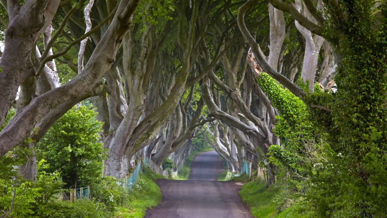 Bregagh Road is known locally as the Dark Hedges.