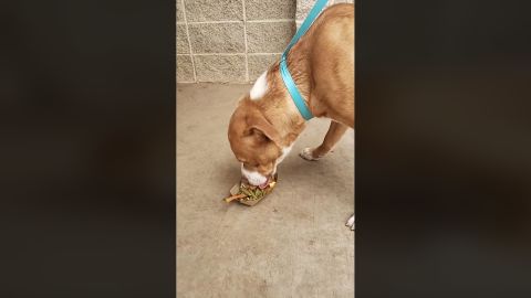 Reilly, one of the dogs at the shelter who is waiting to be adopted, devoured his Thanksgiving meal a day early.