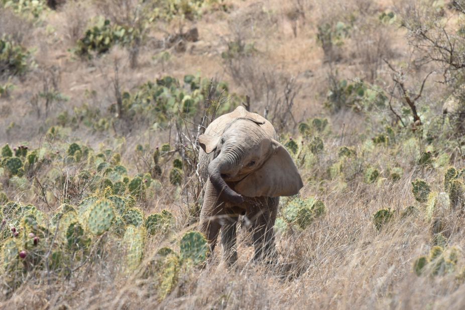 <strong>The "devil's cactus": </strong>An invasive cactus called Opuntia, or prickly pear, is tearing through the wildlife-rich grasslands and ranges of Laikipia County in Kenya.  