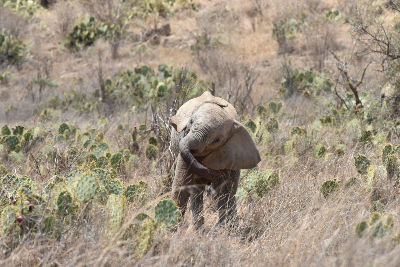 <strong>The "devil's cactus": </strong>An invasive cactus called Opuntia, or prickly pear, is tearing through the wildlife-rich grasslands and ranges of Laikipia County in Kenya.