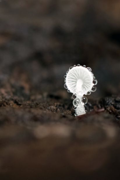 <strong>Belgium:</strong> This tiny mushroom, a Mycena spp., was growing inside a rotten tree trunk. Due to the microclimatic conditions inside the trunk, condensation had formed on the Mycena.  
