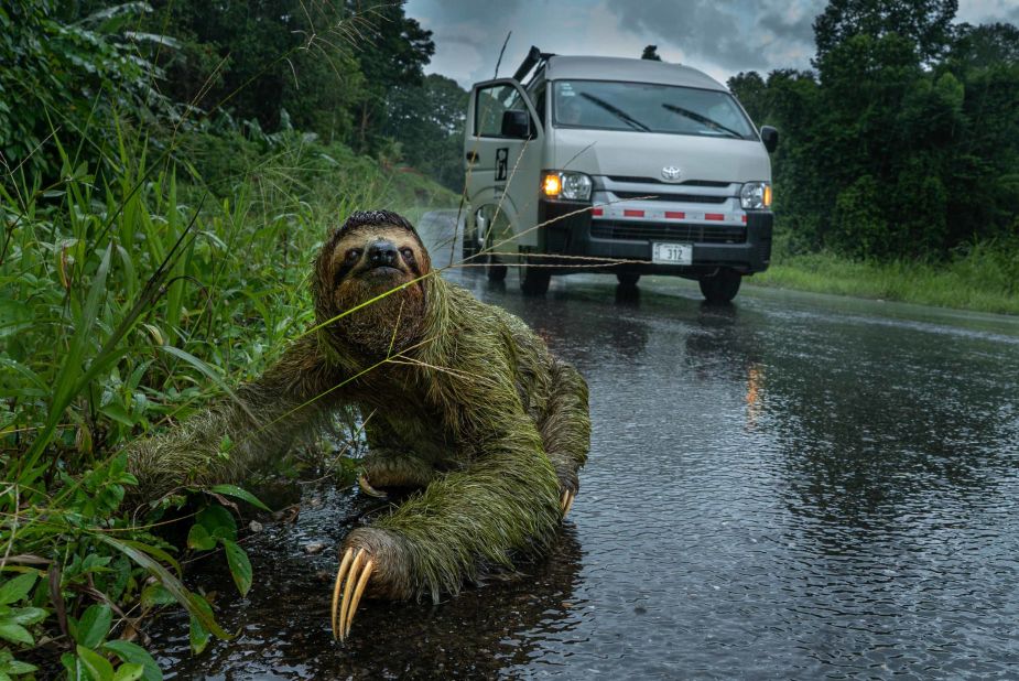<strong>Osa Peninsula, Costa Rica:</strong> A female three-toed sloth crawls across the road; luckily on this occasion the drivers of the truck had spotted her in good time. 