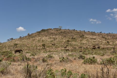 <strong>An invasion: </strong>The cactus has invaded more than 500 square kilometers of Laikipia County. 