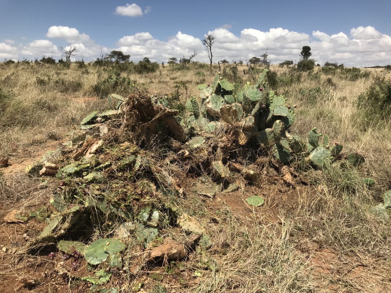 <strong>Dangerous spines:</strong> Opuntia is particularly hard to manage, due to its dangerous spines. They can injure humans and wildlife.