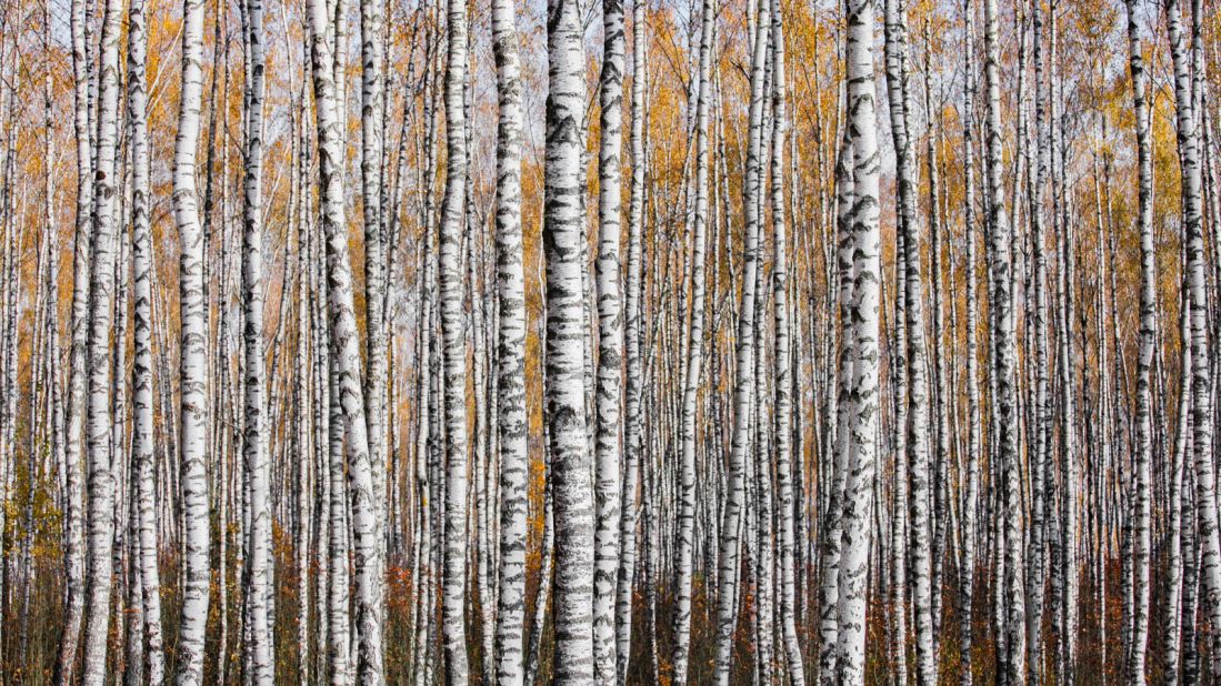 <strong>Belarus, Mogilev region: </strong>A birch forest in autumn. 