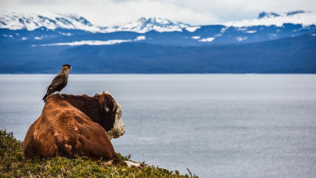 <strong>Beagle Channel, Tierra del Fuego, Argentina: </strong>A cow and a chimango contemplate the breath-taking Beagle Channel in the southernmost mountains of the Andes.