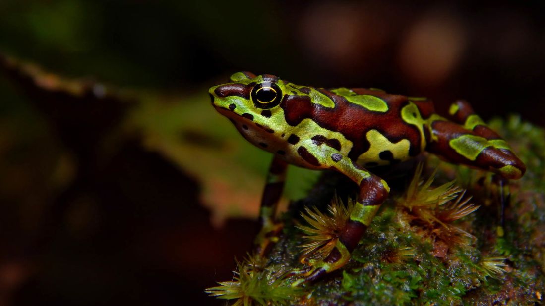 <strong>San Cipriano Nature Reserve, Valle del Cauca, Colombia: </strong>A harlequin frog exhibits one of its less common morphs, transforming into the shade of the leaves of the Chocó understory.