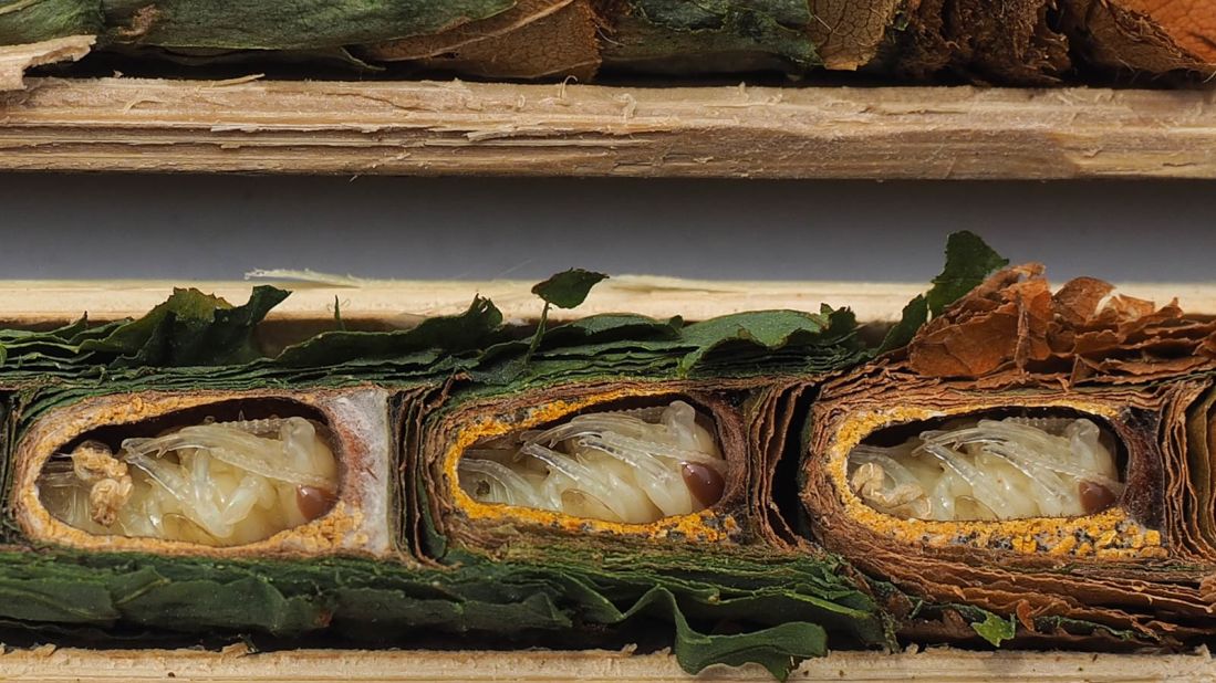 <strong>Germany: </strong>Leafcutter bee offspring in nests made from ovate leaf cuttings, thoroughly arranged in multiple buffering layers by mother bees.