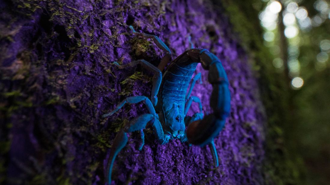 <strong>Madagascar:</strong> A small scorpion in Madagascar glows under UV light. The function of fluorescence is still unclear. It's a biological phenomenon that ranges across kingdoms, from bacteria to animals. 