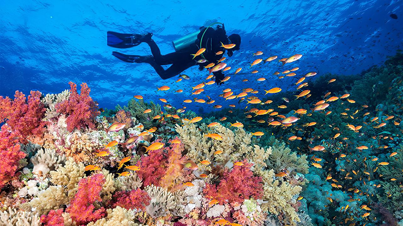 <strong>Scuba & Snorkel: </strong>Egypt has been considered one of the top places on the planet to scuba and snorkel since the 1950s, when underwater legends Jacques Cousteau and Hans Haas discovered the riches that lie offshore.
