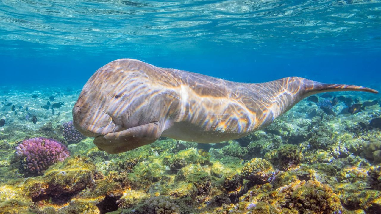 The rarely-seen Indian Ocean dugong is among the large animals to swim with in Egypt.