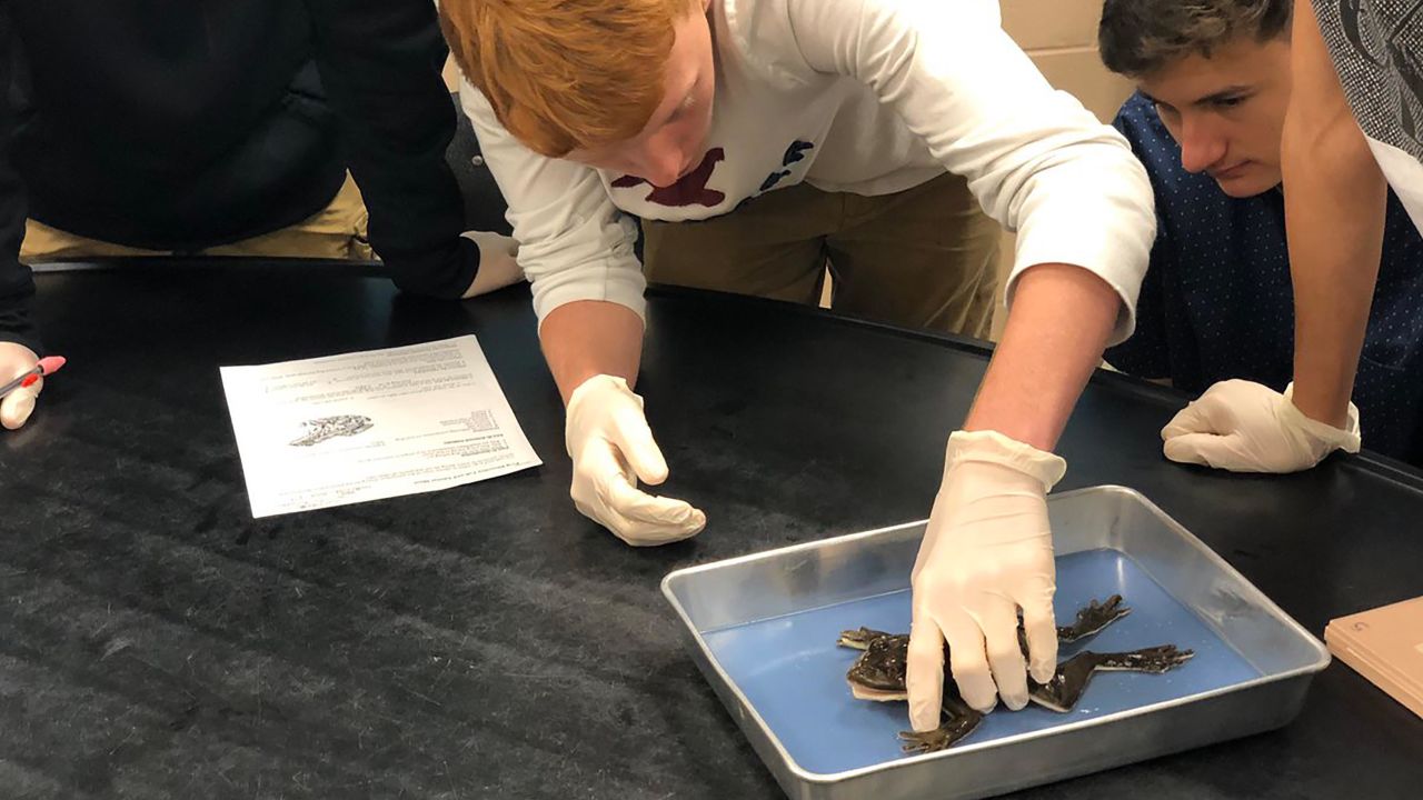Students at J.W. Mitchell High School dissect synthetic frogs for the first time. 