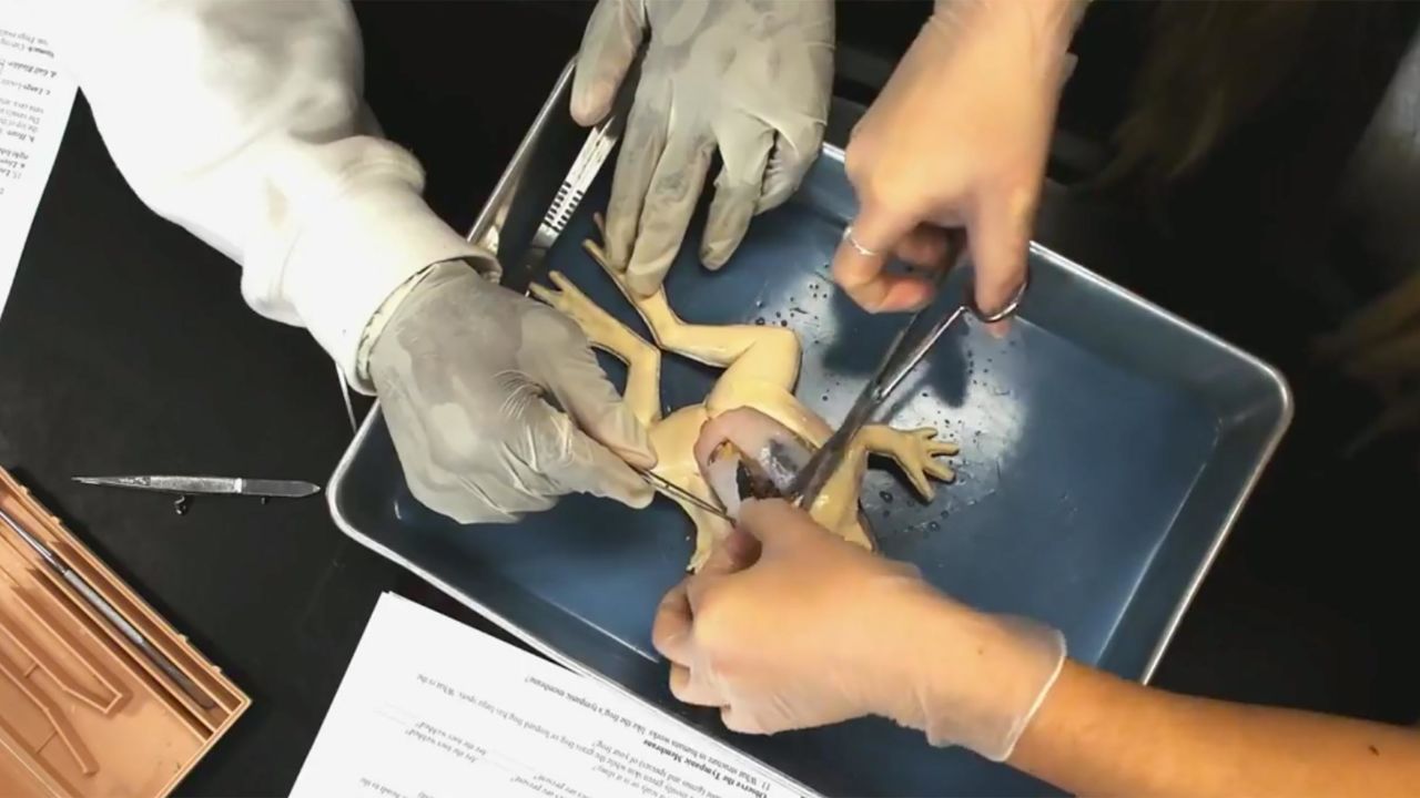 In this screengrab from a SynDaver video, students at J.W. Mitchell High School are dissecting the synthetic frogs for the first time. 