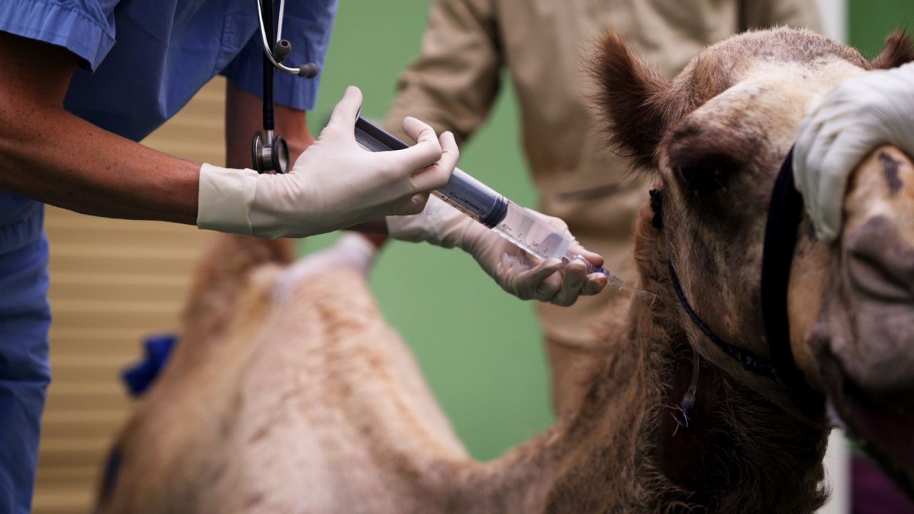 Dubai Camel Hospital 2